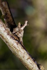Mimicry of a spider on a branch New Caledonia