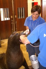 California sea lion and welfare Nausicaa France