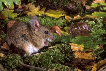 Yellow-necked mouse