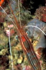 Portrait of a cavernicole shrimp