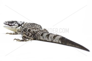 Bromeliad Arboreal Alligator Lizard in studio