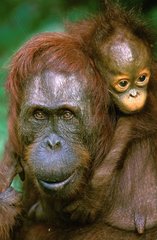 Femelle Orang-outan et jeune Bornéo Indonésie
