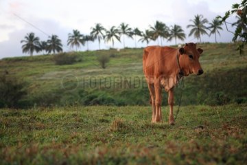 Kuh in einem Feld mit Palm Bay Mahault gekettet