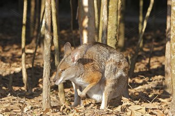 Black-striped Wallaby in a forest Australia