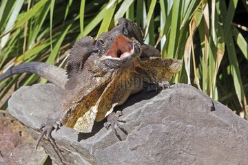 Frill-necked Lizard on a rock Australia