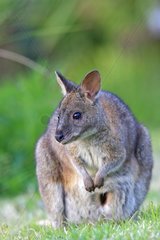 Red-necked Pademelon Lamington NP Australia