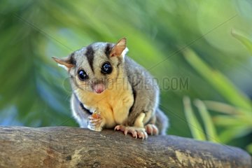 Squirrel Glider on a branch Australia