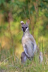 Whiptail Wallaby in the Lamington NP Australia