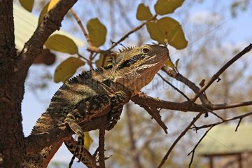 Boyd's forest dragon on a tree trunk Australia
