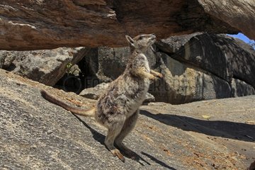 Mareeba Rock Wallaby on the rocks Australia