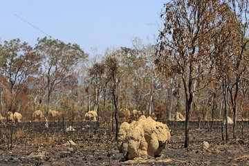 Termit Hill in burn places Queensland Australia