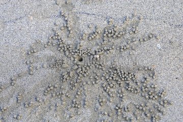 Traces of Sand bubbler crab Cape York peninsula Australia