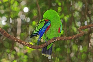 Eclectus parrot male on a tree branch Australia