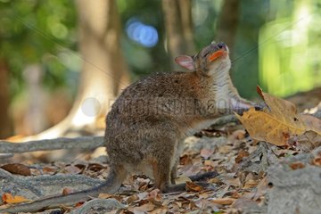 Red-legged Pademelon in the forest Australia