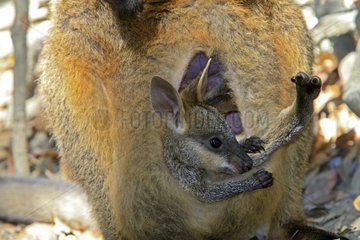 Swamp Wallaby with her young in the pouch Australia