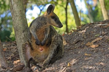 Parma Wallaby in the forest Australia