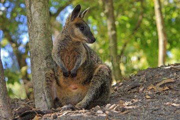 Parma Wallaby in the forest Australia