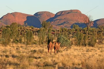 Wild camels in the Uluṟu-Kata Tjuṯa NP Australia
