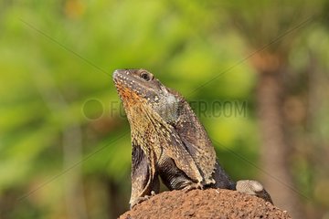 Frill-necked Lizard on a rock Australia