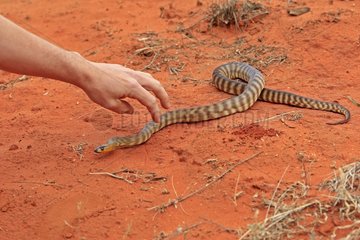 Main approaching a Woma python Australia
