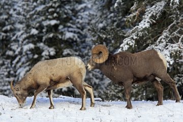 Bighorn Sheep the male sniffs the female Canada