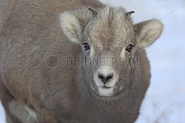Young bighorn sheep in Canada Jasper NP Canada