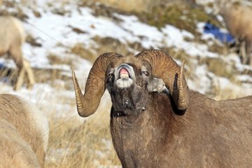 Bighorn sheep male sniffing female Jasper NP Canada