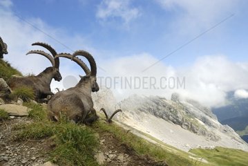 Group of males Ibex ruminating face to the mountain France