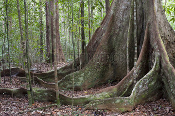 Buttress Roots in Atlantic forest - Monte Pascol Brazil