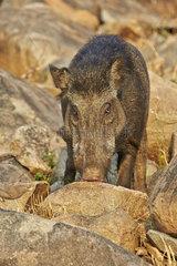 Indian Wild Boar in rocks - Sandur Mountain Range India
