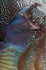 Close up of a Giant Australian Cuttlefish South Australia