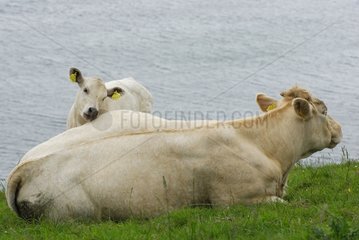 Charolais cow and her calf to the seaside Connemara Ireland