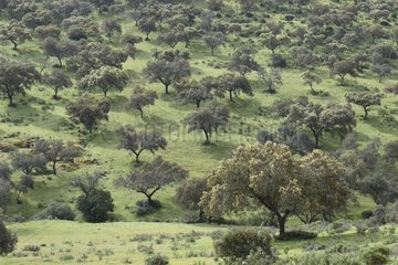 Pasture and Mediterranean trees of a biosphere reserve