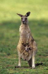 Eastern Grey Kangaroo and joey Australia
