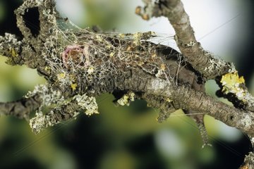 Caterpillar of Puss Moth lends to nymphos France