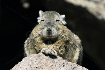 Southern Viscacha on a rock in the Andes Bolivia