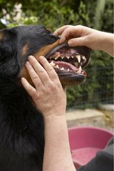 Teeth checking on a Beauceron