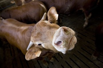 Bull-Calves in einem Workshop auf Entenbrettern Italien