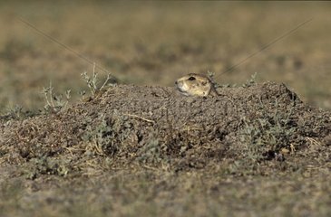 Prairie Dog in burrow Grasslands National Park