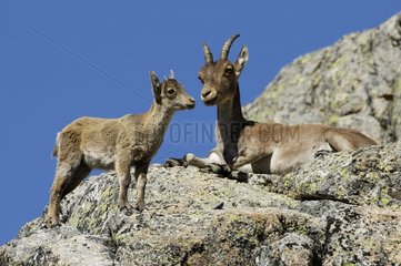 Spanische Ibex et Jeune Sierra von Gredos Spanien