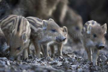 Wild boar (Sus scrofa) Piglets underwood  La Bannie Park  Grand Est  France