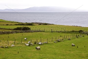 Feeds to sheep in seaside Ireland