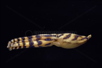 Poisonous Blue-Ringed Octopus swimming at night Australia