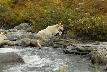 Widder von Dalls Schafen springen NP Denali Alaska