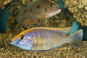 Pair of Cichlide species from Lake Malawi