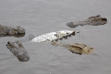 Cannibalism among adult Nile Crocodiles Kruger Park