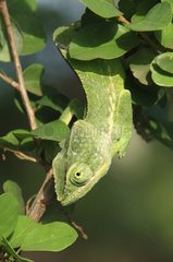 Chameleon of Mayotte in the foliage