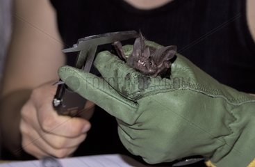Measure of a captured Bat French Guiana