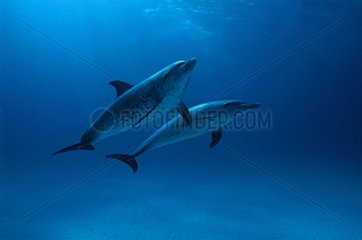 Atlantic spotted dolphin Bahamas Caribbean Atlantic Ocean