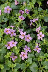 BACOPA 'GREAT ROSE'